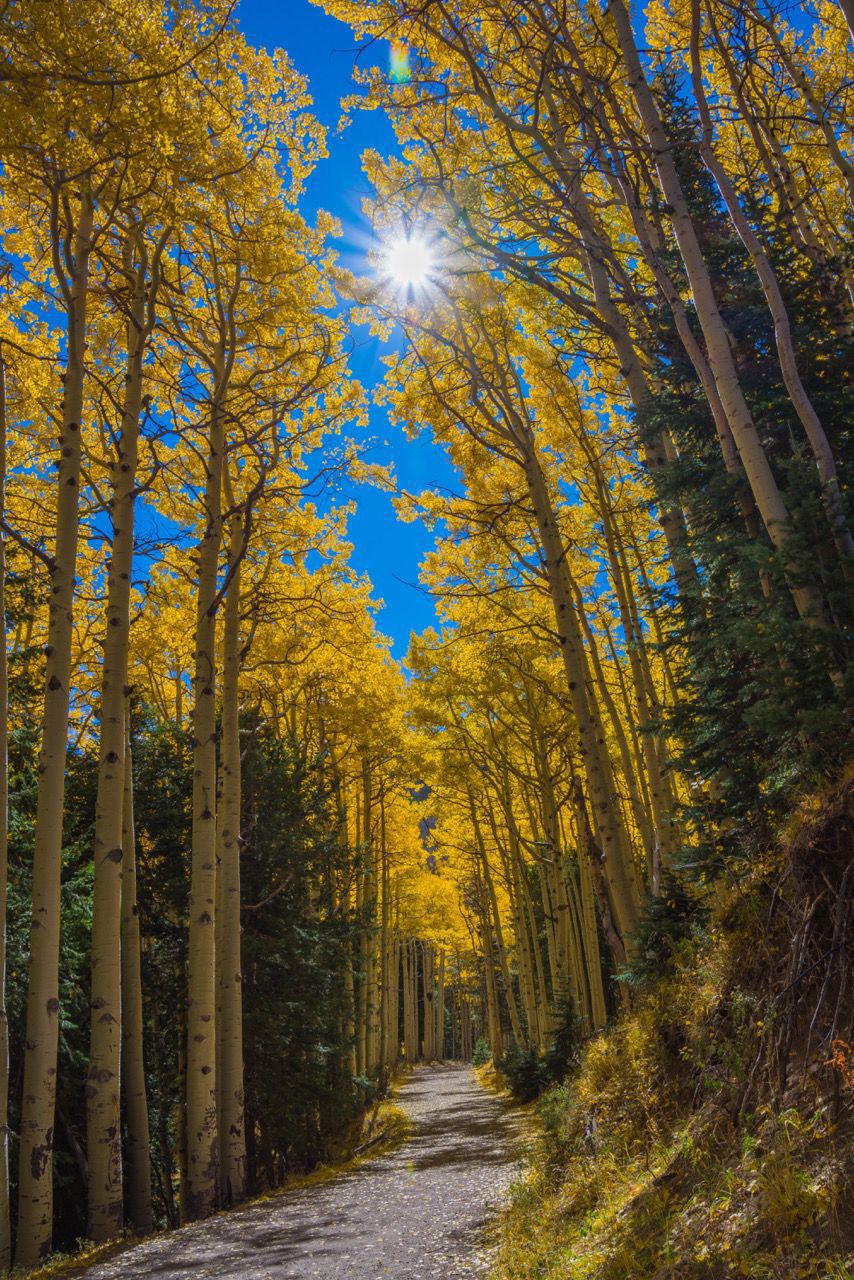 Lockett Meadow
